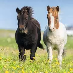 Schattige pony's - image 5 - Click to Zoom